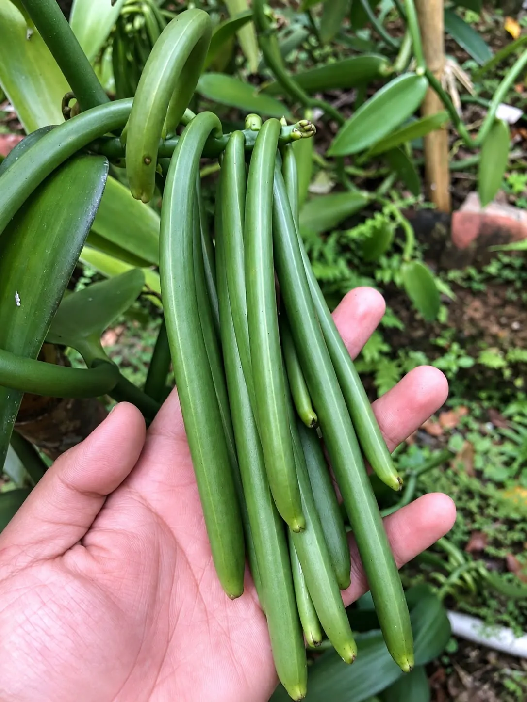 Flexible small-wholesale quantities of quality vanilla